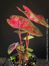 Caladium Carolyn Whorton, organically grown tropical plants for sale at TOMs FLOWer CLUB.