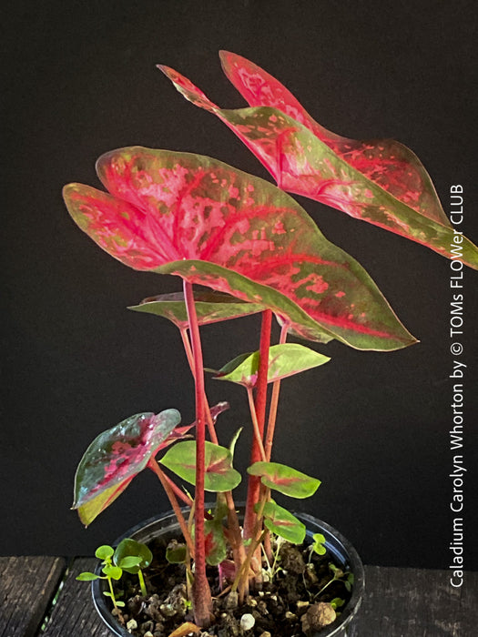 Caladium Carolyn Whorton, organically grown tropical plants for sale at TOMs FLOWer CLUB.