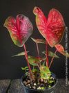 Caladium Carolyn Whorton, organically grown tropical plants for sale at TOMs FLOWer CLUB.