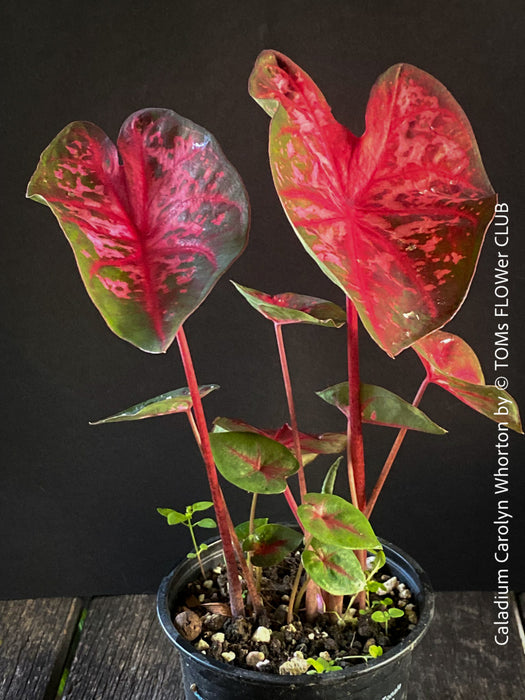 Caladium Carolyn Whorton, organically grown tropical plants for sale at TOMs FLOWer CLUB.