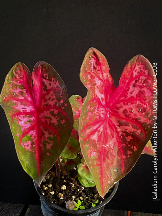 Caladium Carolyn Whorton, organically grown tropical plants for sale at TOMs FLOWer CLUB.