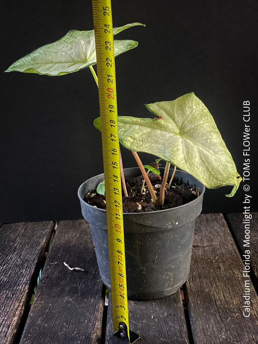 Caladium Florida Moonlight, organically grown tropical caladium plants for sale at TOMs FLOWer CLUB.