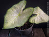 Caladium Florida Moonlight, organically grown tropical caladium plants for sale at TOMs FLOWer CLUB.