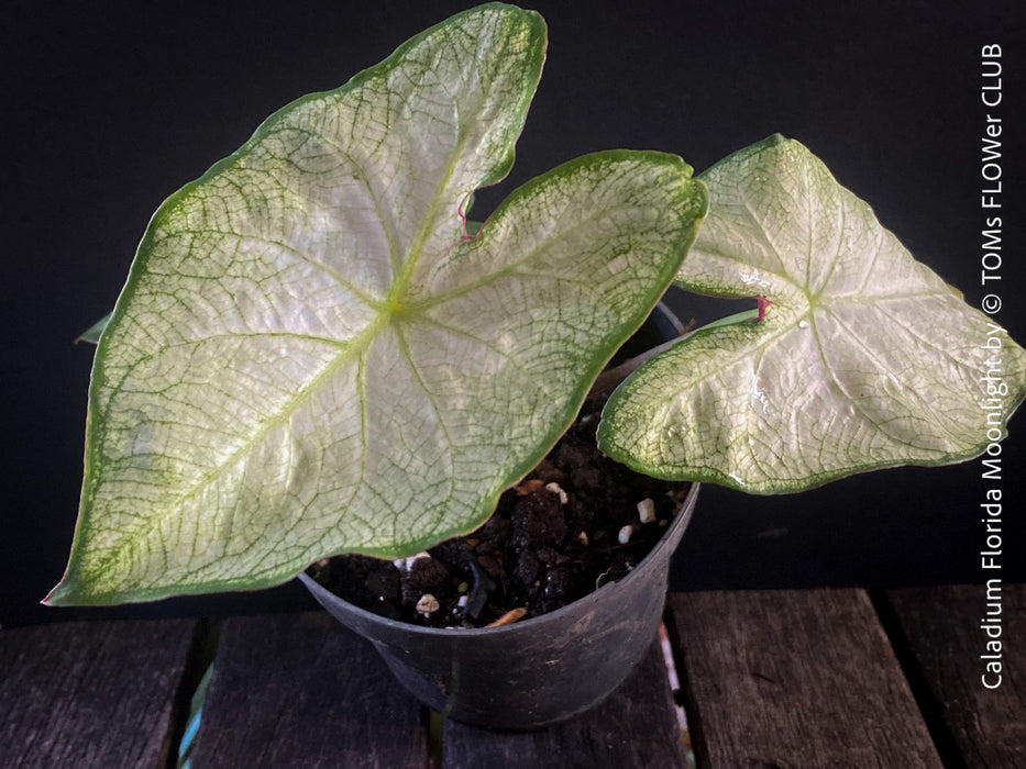 Caladium Florida Moonlight, organically grown tropical caladium plants for sale at TOMs FLOWer CLUB.