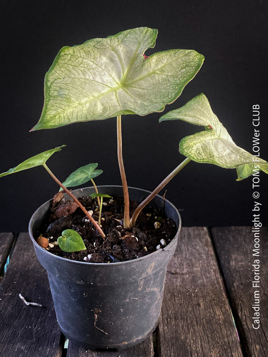 Caladium Florida Moonlight, organically grown tropical caladium plants for sale at TOMs FLOWer CLUB.