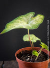 Caladium Florida Moonlight, organically grown tropical caladium plants for sale at TOMs FLOWer CLUB.