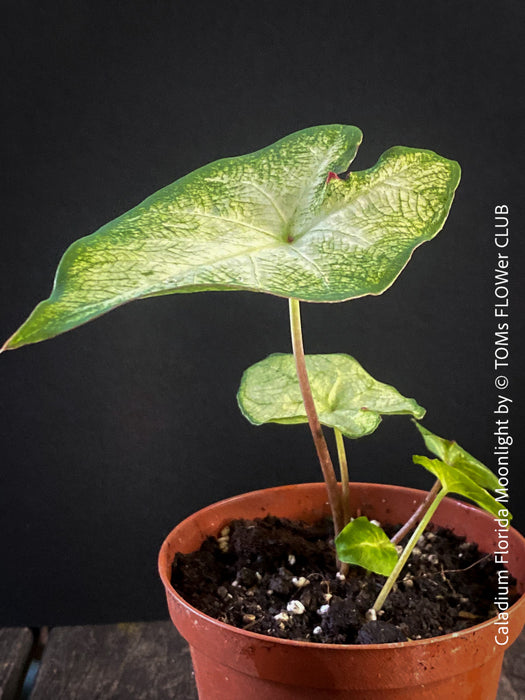 Caladium Florida Moonlight, organically grown tropical caladium plants for sale at TOMs FLOWer CLUB.