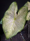 Caladium Florida Moonlight, organically grown tropical caladium plants for sale at TOMs FLOWer CLUB.