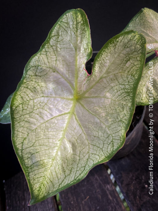 Caladium Florida Moonlight, organically grown tropical caladium plants for sale at TOMs FLOWer CLUB.