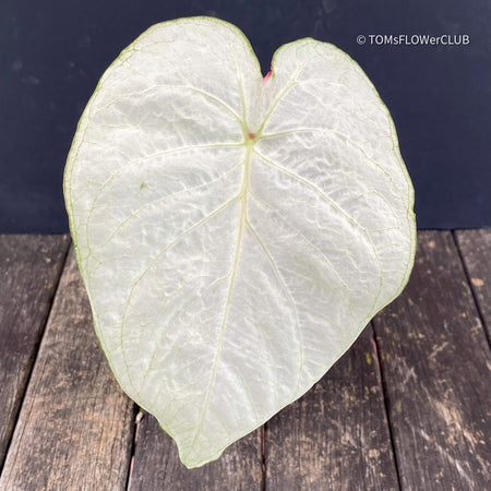 Caladium Florida Moonlight, organically grown tropical caladium plants for sale at TOMs FLOWer CLUB.