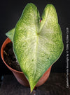 Caladium Florida Moonlight, organically grown tropical caladium plants for sale at TOMs FLOWer CLUB.