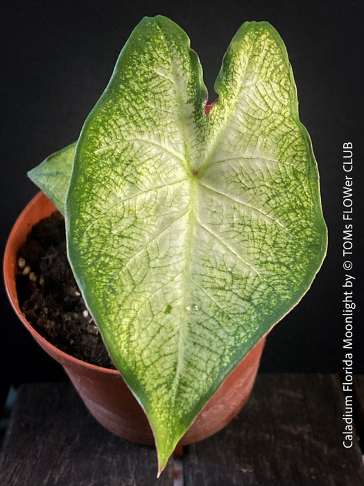 Caladium Florida Moonlight, organically grown tropical caladium plants for sale at TOMs FLOWer CLUB.