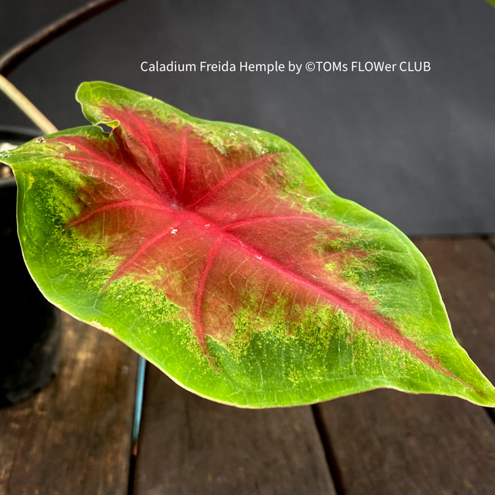 Caladium Freida Hemple, organically grown tropical plants for sale at TOMS FLOWer CLUB.