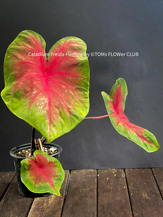 Caladium Freida Hemple, organically grown tropical plants for sale at TOMS FLOWer CLUB.
