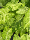 Caladium Frog in a Blender, organically grown tropical plants for sale at TOMs FLOWer CLUB.