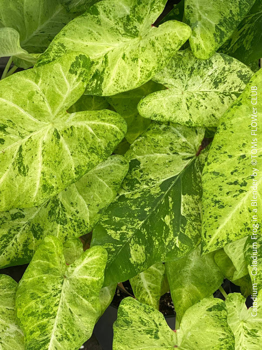 Caladium Frog in a Blender, organically grown tropical plants for sale at TOMs FLOWer CLUB.