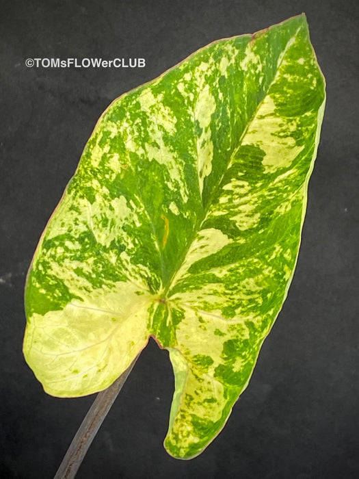Caladium Frog in a Blender, organically grown tropical plants for sale at TOMs FLOWer CLUB.