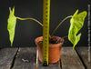 Caladium Frog in a Blender, organically grown tropical plants for sale at TOMs FLOWer CLUB.