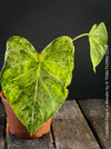 Caladium Frog in a Blender, organically grown tropical plants for sale at TOMs FLOWer CLUB.