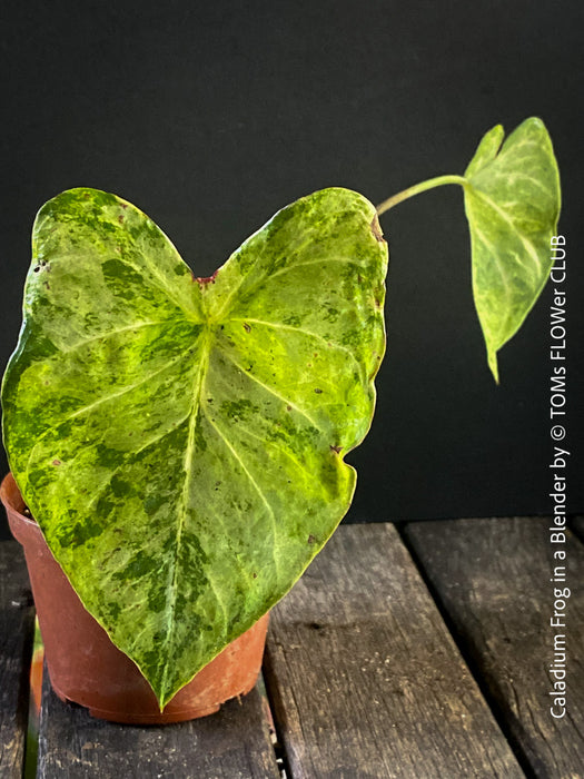 Caladium Frog in a Blender, organically grown tropical plants for sale at TOMs FLOWer CLUB.