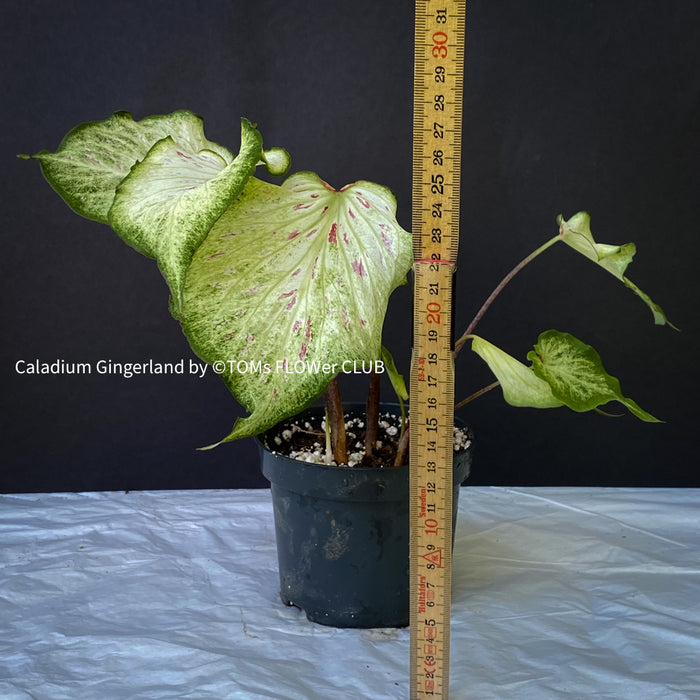 Caladium Gingerland, organically grown tropical plants for sale at TOMS FLOWer CLUB.