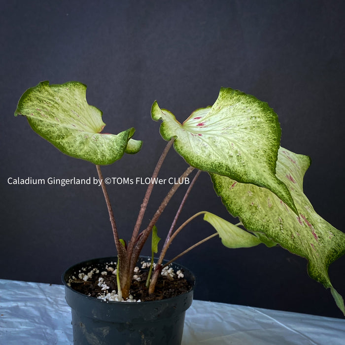 Caladium Gingerland, organically grown tropical plants for sale at TOMS FLOWer CLUB. 