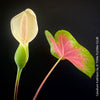 Caladium Kathleen, organically grown tropical plants for sale at TOMs FLOWer CLUB.