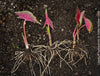 Caladium Kathleen, organically grown tropical plants for sale at TOMs FLOWer CLUB.