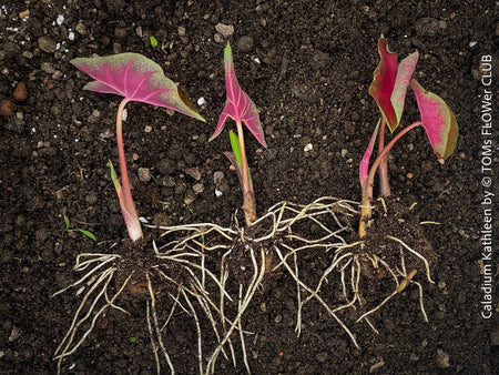 Caladium Kathleen, organically grown tropical plants for sale at TOMs FLOWer CLUB.