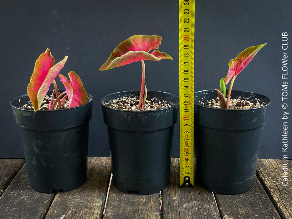 Caladium Kathleen, organically grown tropical plants for sale at TOMs FLOWer CLUB.