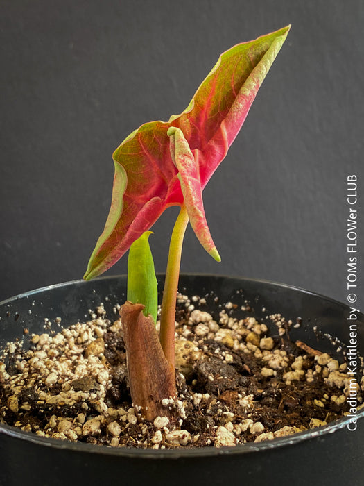 Caladium Kathleen, organically grown tropical plants for sale at TOMs FLOWer CLUB.