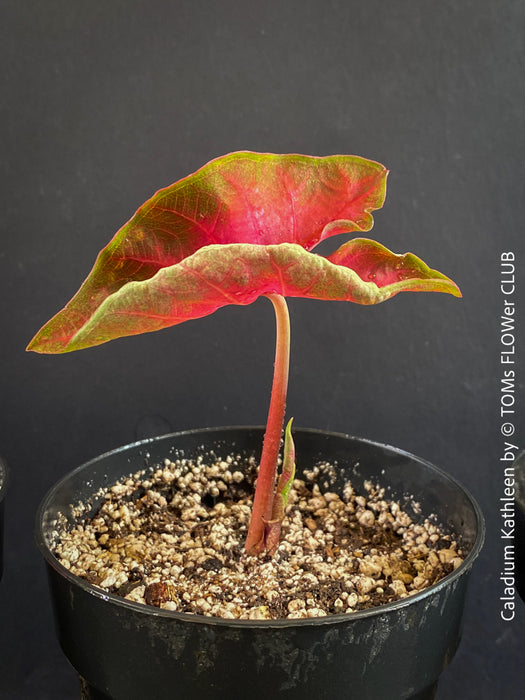 Caladium Kathleen, organically grown tropical plants for sale at TOMs FLOWer CLUB.