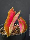 Caladium Kathleen, organically grown tropical plants for sale at TOMs FLOWer CLUB.