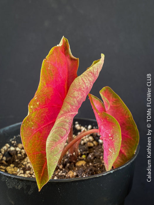 Caladium Kathleen, organically grown tropical plants for sale at TOMs FLOWer CLUB.