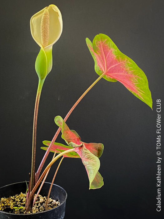 Caladium Kathleen, organically grown tropical plants for sale at TOMs FLOWer CLUB.