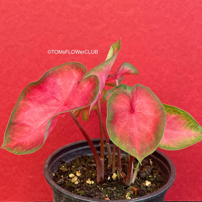 Caladium Kathleen, organically grown tropical plants for sale at TOMs FLOWer CLUB.