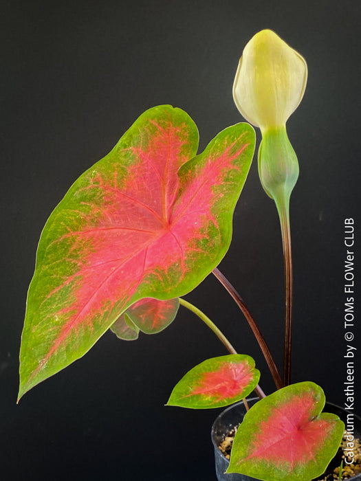 Caladium Kathleen, organically grown tropical plants for sale at TOMs FLOWer CLUB.