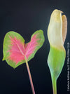 Caladium Kathleen, organically grown tropical plants for sale at TOMs FLOWer CLUB.