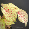 Caladium Miss Muffet, organically grown tropical plants for sale at TOMs FLOWer CLUB.