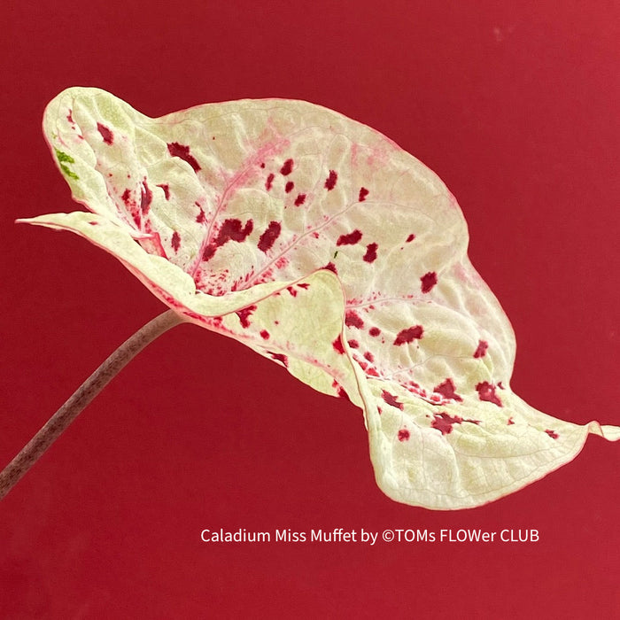 Caladium Miss Muffet, organically grown tropical plants for sale at TOMs FLOWer CLUB.
