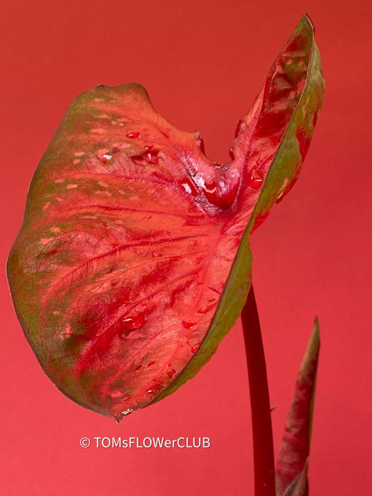 Caladium Red Flash, organically grown tropical caladium plants for sale at TOMsFLOWer CLUB.