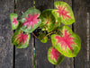 Caladium Rosebud, organically grown tropical plants for sale at TOMs FLOWer CLUB.