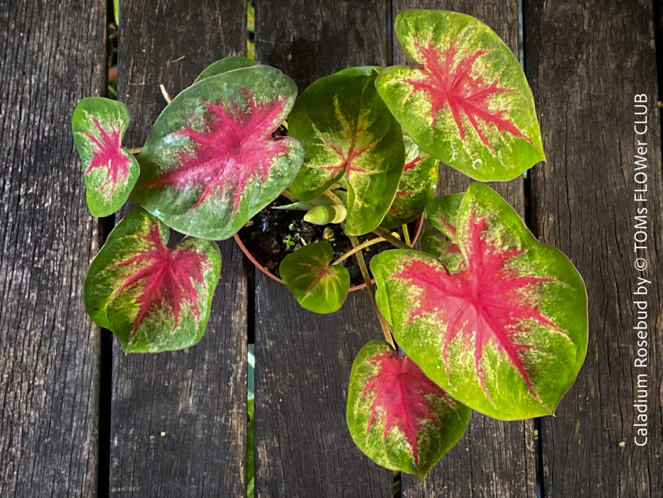 Caladium Rosebud, organically grown tropical plants for sale at TOMs FLOWer CLUB.