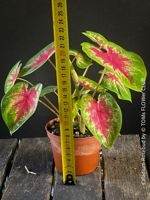 Caladium Rosebud, organically grown tropical plants for sale at TOMs FLOWer CLUB.