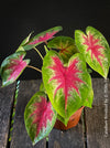 Caladium Rosebud, organically grown tropical plants for sale at TOMs FLOWer CLUB.