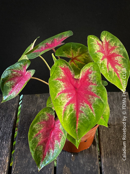 Caladium Rosebud, organically grown tropical plants for sale at TOMs FLOWer CLUB.