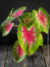 Caladium Rosebud, organically grown tropical plants for sale at TOMs FLOWer CLUB.