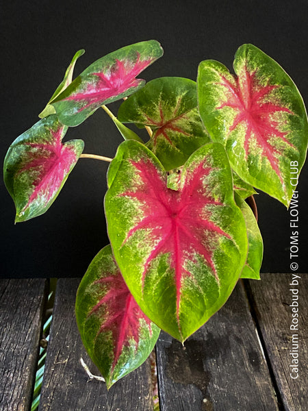 Caladium Rosebud, organically grown tropical plants for sale at TOMs FLOWer CLUB.