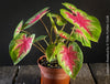 Caladium Rosebud, organically grown tropical plants for sale at TOMs FLOWer CLUB.