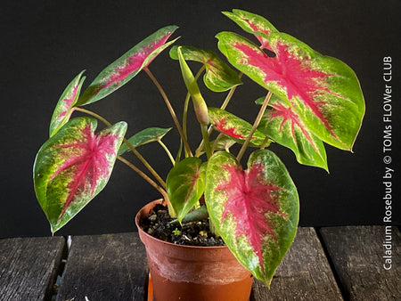 Caladium Rosebud, organically grown tropical plants for sale at TOMs FLOWer CLUB.